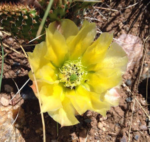 Meet your Posher, Penny